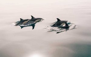 Tips for photographing dolphins.