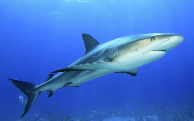 Bull shark facts for kids