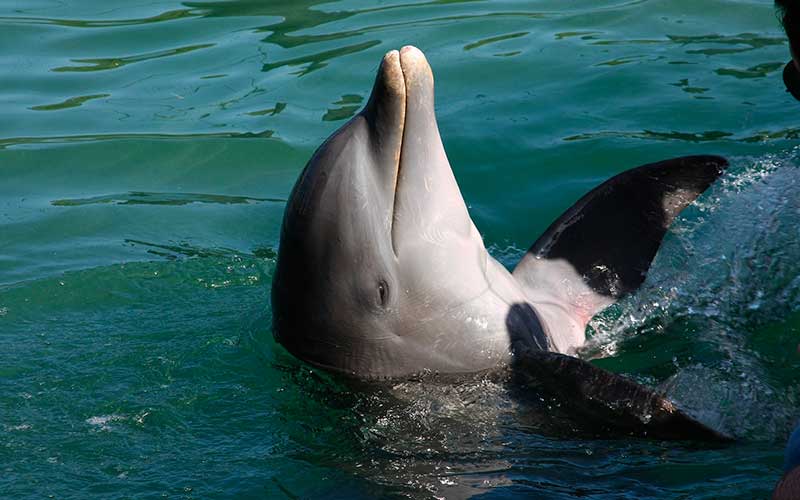 Dolphins Rescuing Humans