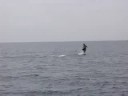 Risso's Dolphins Having Fun