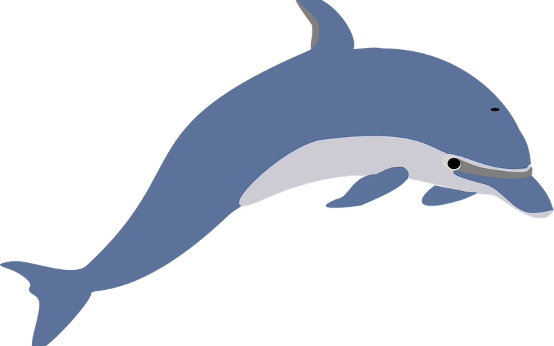 Dolphin Facts for Kids