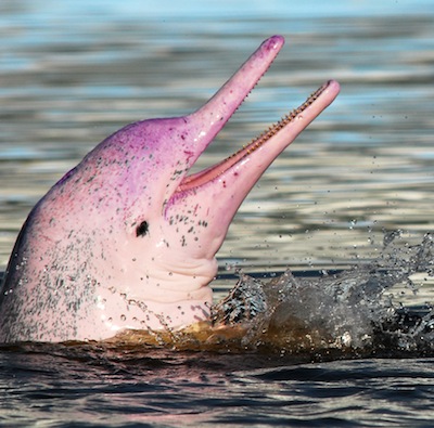 pink dolphin_intelligence
