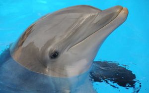 Sensory perceptions of dolphins.