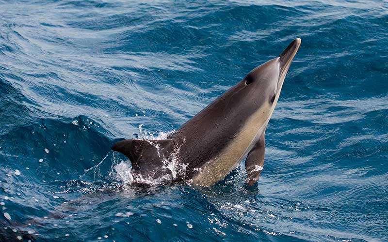 Linguistic studies of dolphin.