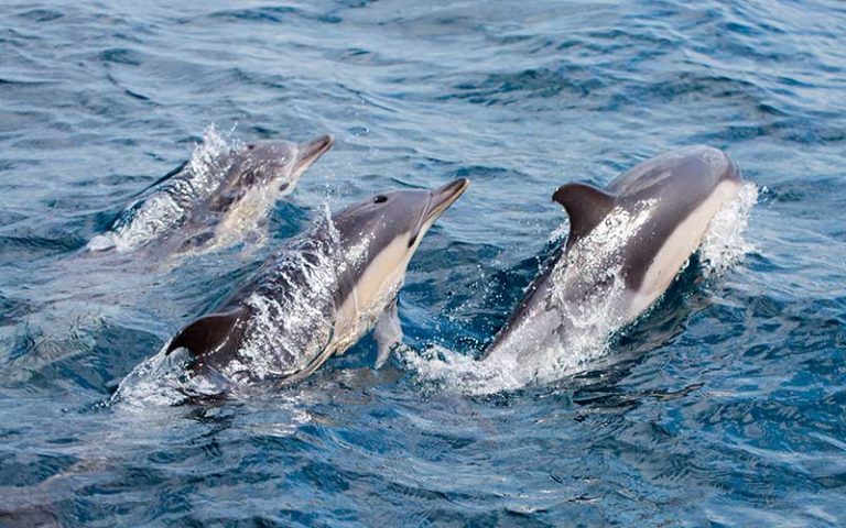 Communication and socialization of dolphins.