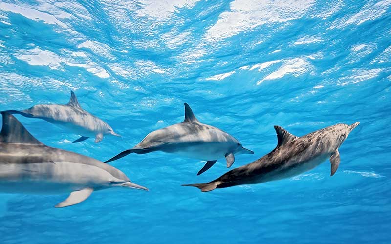 Spinner Dolphin (Stenella longirostris)