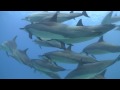 Spinner Dolphins in Hawaii