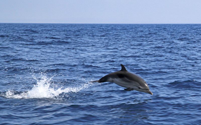 Striped Dolphin (Stenella coeruleoalba)