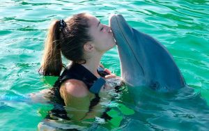 Adventures with dolphins.