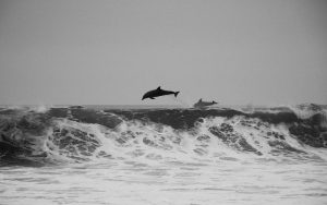 Popular destinations to see dolphins.
