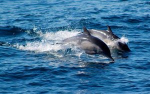 Tours to watch dolphins.