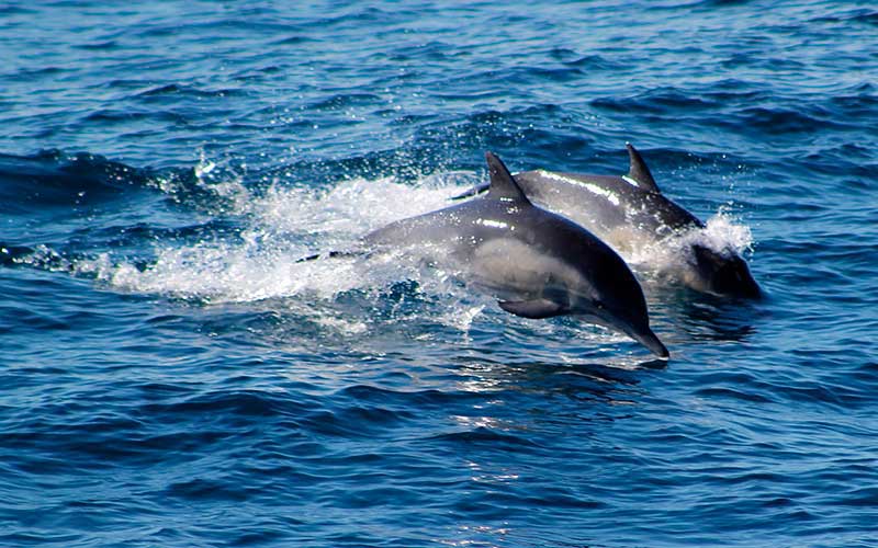 Dolphin Watching Tours