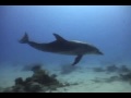 Wild Bottlenose Dolphin