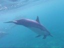 Wild Spinner Dolphins